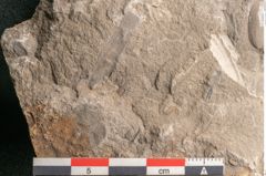 Foto (Detailansicht) von Cyclocarpus sp.  (NHMW-GEO-2024-0188-11154)